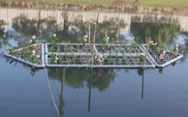 ​Lắp bè thủy sinh để cải thiện nước sông Tô Lịch
