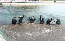 ​“Làm đẹp tôm” trước khi thu hoạch
