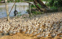 Ngăn dịch bệnh bùng phát mùa đông xuân