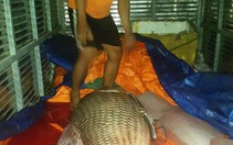 Thêm cá hô "khủng" 110kg được đưa về TP.HCM