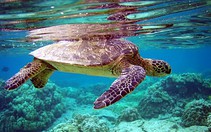 ​Côn Đảo chú trọng bảo tồn thiên nhiên