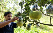 ​Khách TP.HCM chuộng hàng “độc” miền Tây