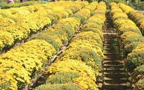 Quýt hồng Lai Vung "đón" tết