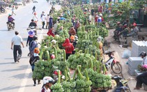 Chuối Tân Long bất ngờ được giá