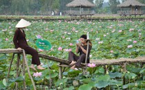 ​Quy hoạch bảo tồn sen VN ở đồng sen Tháp Mười