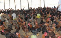 Cán bộ xã chia nhau "gà nông thôn mới”