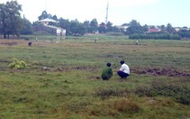 Lãnh án vì phun thuốc diệt cỏ chết rẫy mía của anh rể