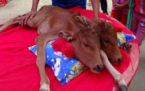 Đổ xô đi xem bê hai đầu