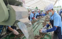 Hạt điều Việt Nam rộng cửa vào Mỹ