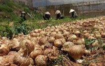 Giải cứu nông sản và trả nợ nông dân