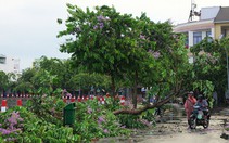 Cần Thơ mưa lớn nước mênh mông, bằng lăng tím gãy hàng loạt
