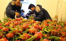 Thuế suất nhãn, hạt điều, thanh long… vào Peru còn 0%