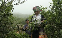 Thưởng thức vị ngọt chè tuyết ở Suối Giàng 