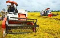 ​36/63 tỉnh, thành phố triển khai tái cơ cấu nông nghiệp