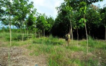 Bình Phước: 'Giang hồ' khống chế đấu giá cao su