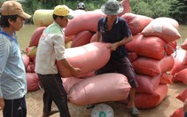 Doanh nghiệp “bẻ kèo” không mua lúa nông dân