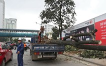 Kỳ họp HĐND TP Hà Nội mổ xẻ vụ thay thế cây xanh