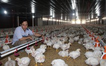 USPEEC phủ nhận bán phá giá thịt gà tại Việt Nam