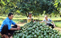 ​Đắk Lắk trồng mới gần 1.000 ha cây ăn quả thị trường ưa chuộng