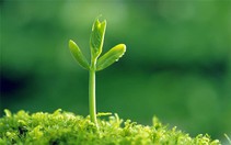 Ai sẽ là người gieo hạt mầm tử tế?