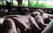 ​Tăng cường quản lý chất cấm trong chăn nuôi