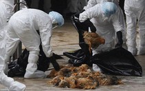 ​Nguy cơ cao bùng phát dịch cúm gia cầm H5N1 tại Tây Phi