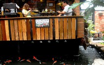 ​Độc đáo quán cafe cá Koi “khủng” ở Sài Gòn