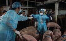 ​Sử dụng chất cấm trong chăn nuôi có thể bị phạt tù 20 năm