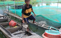 ĐBSCL thiếu nước ngọt trầm trọng