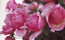 Phụ nữ có phải là "người phục vụ" của gia đình?