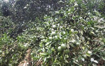 Thăm làng Mường thưởng thức cam sành Hàm Yên