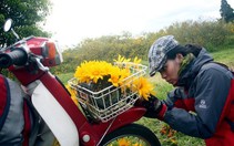 Đi Bảo Lộc đón mùa hoa dã quỳ