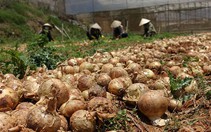 Liên kết tiêu thụ nông sản có tỉ lệ thành công thấp
