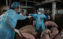 Phát hiện bảy công ty sản xuất thức ăn chăn nuôi chứa chất cấm
