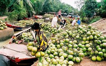 ​Bến Tre: sản phẩm từ dừa chiếm 30% tổng kim ngạch xuất khẩu