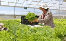 ​300.000 tấn rau xanh Đà Lạt sẵn sàng phục vụ thị trường Tết