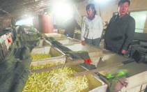 Mỗi ngày 7.600 người Trung Quốc chết vì ung thư