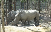Vinpearl Safari Phú Quốc có 14 con tê giác đi mượn