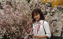 200 cây hoa anh đào Nhật tuyệt đẹp về tới Hà Nội
