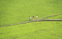 Nhiều giống lúa có khả năng  chịu hạn mặn