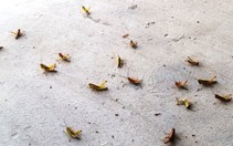 Cào cào ồ ạt tấn công nhà dân tại Cần Thơ