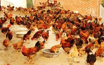 ​Xử lý nghiêm việc cho chất tạo màu vào thức ăn chăn nuôi
