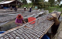 ​Cà Mau đăng ký đưa cá khô bổi thành thương hiệu đặc sản