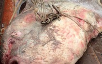 ​Ngư dân Nghệ An bắt được cá mặt trăng gần 1 tấn