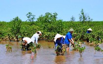 ​Chính sách phát triển bền vững rừng ven biển