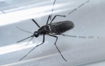 FDA khuyến cáo xét nghiệm virút Zika trong máu hiến tặng