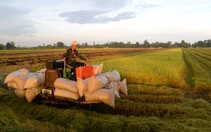 Dưới góc nhìn FAO - OECD: Tái cơ cấu nông nghiệp của Việt Nam có nguy cơ thất bại