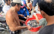 Sau bão ra biển bắt cả tấn cá… nước ngọt