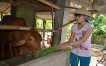 Thầy cô góp tiền giúp học trò vào đại học