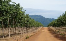 Hoàng Anh Gia Lai sẽ bán 20.000ha cao su  cho Trung Quốc?